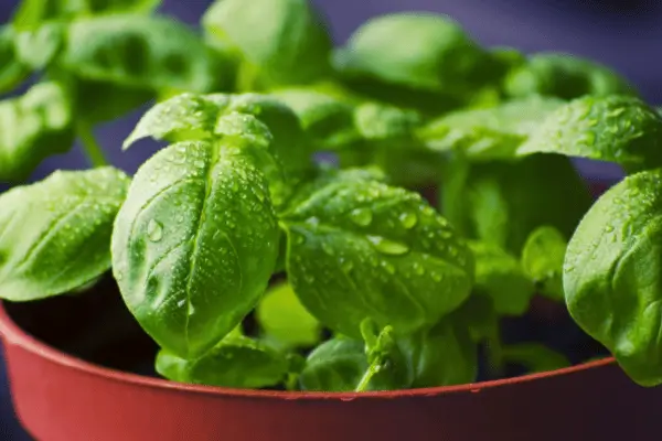 óleo essencial de manjericão