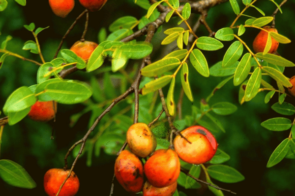 Óleo Essencial de Copaíba – Benefícios e como usá-lo para alívio natural de dores e inflamações