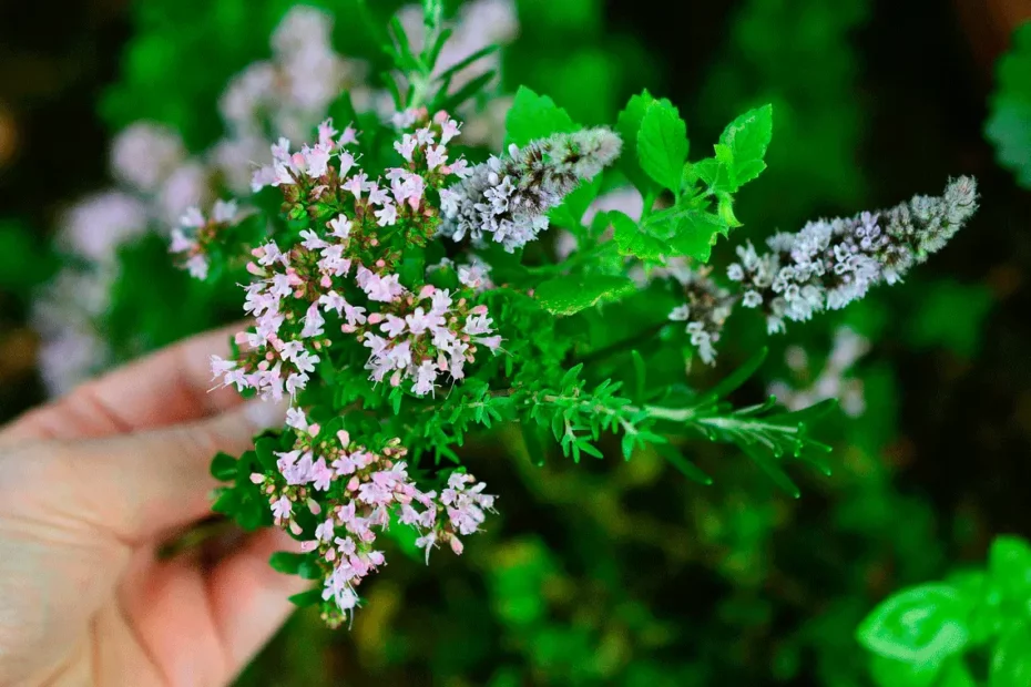 ervas medicinais brasileiras